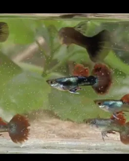 Lava Red Guppy(1 Pair)